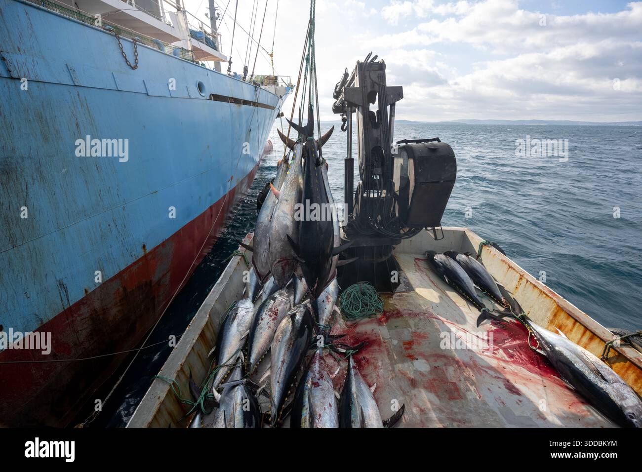 Tonno rosso raccolto nel Mediterraneo orientale della Turchia Foto Stock