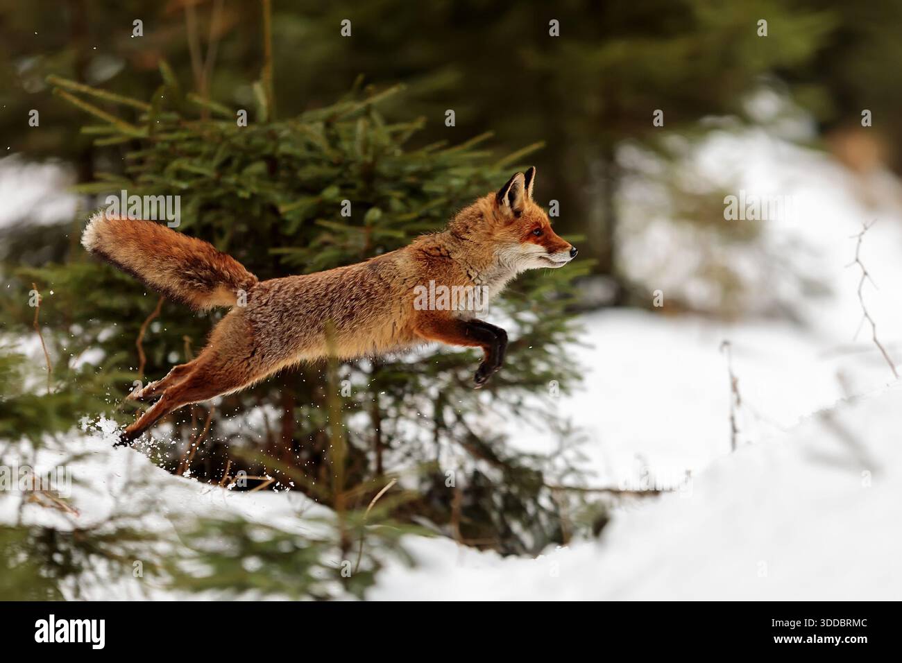 La volpe rossa maschile (Vulpes vulpes) è nel salto Foto Stock