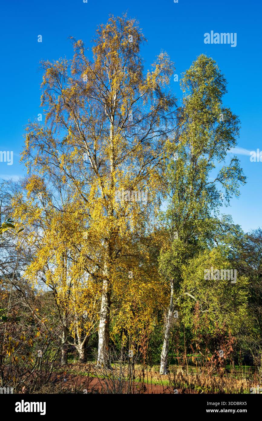 Gli alberi di betulla d'argento colorano l'autunno nel Royal Botanic Garden di Edimburgo, Scozia, Regno Unito Foto Stock