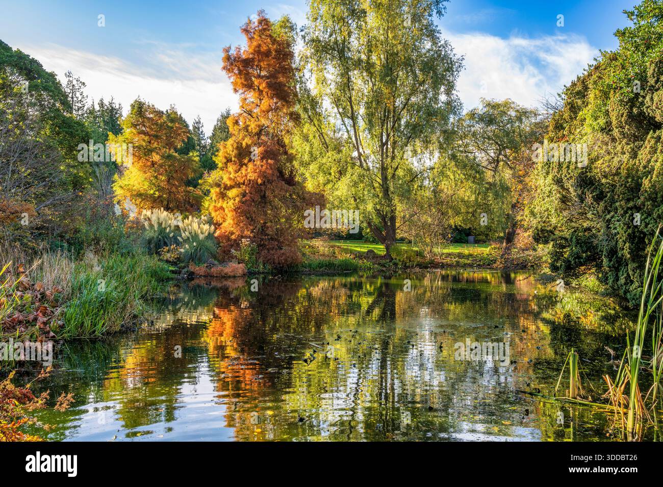 Alberi dai colori autunnali che circondano lo stagno nel Royal Botanic Garden di Edimburgo, Scozia, Regno Unito Foto Stock