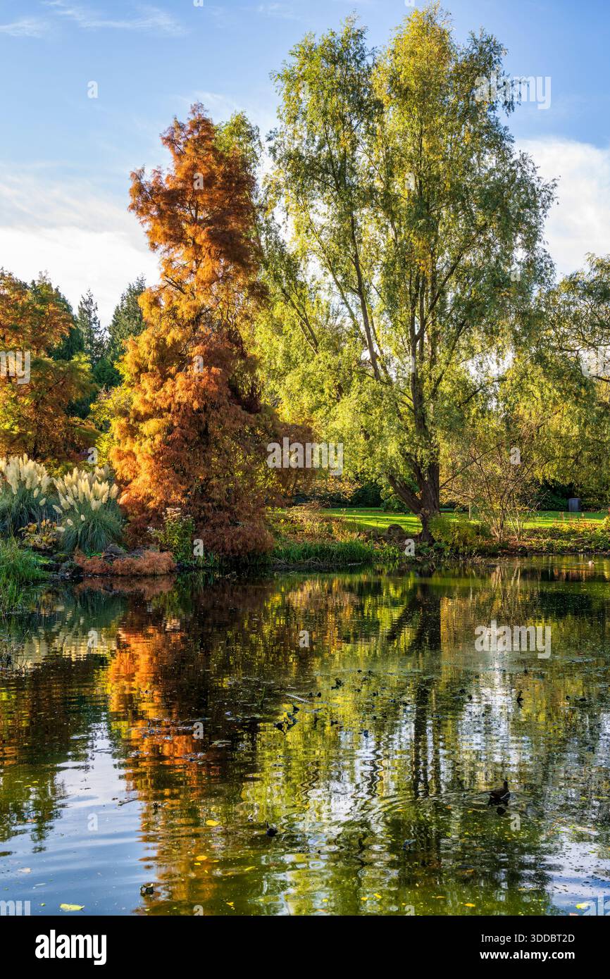 Alberi dai colori autunnali che circondano lo stagno nel Royal Botanic Garden di Edimburgo, Scozia, Regno Unito Foto Stock