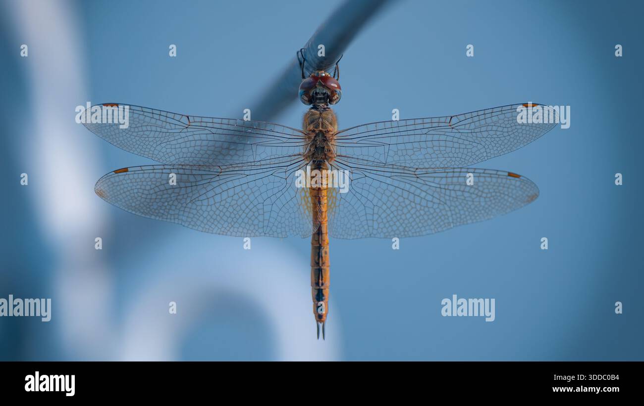 Pantala flavescens Dragonfly conosciuta anche come Globe Skimmer o Wandering Glider arroccato su un cavo nell'India centrale Foto Stock