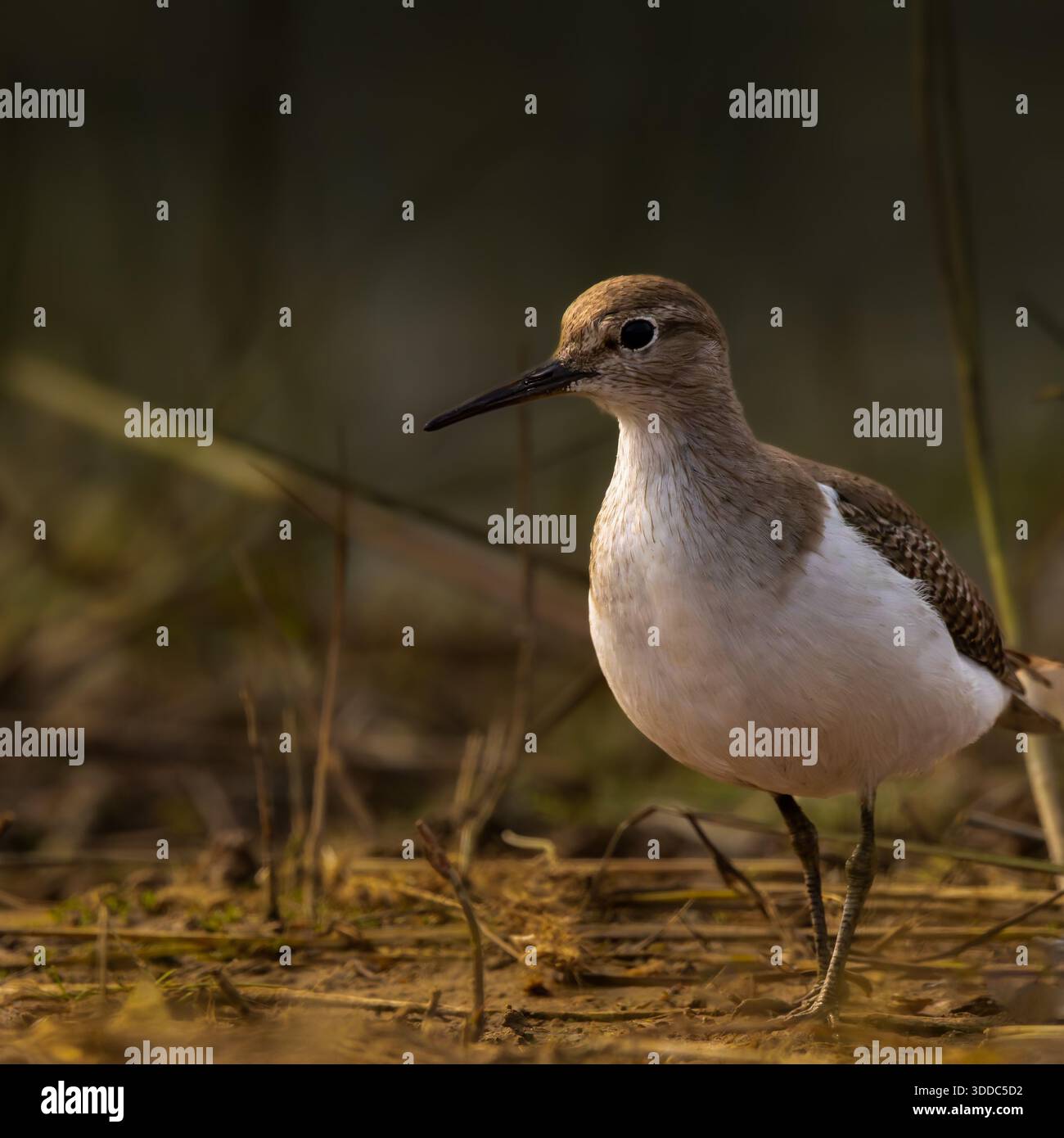 Un primo piano di un sandpiper in piedi su terreni fangosi, circondato da erba secca e ramoscelli sparsi. Il corpo sottile dell'uccello è adornato. Foto Stock
