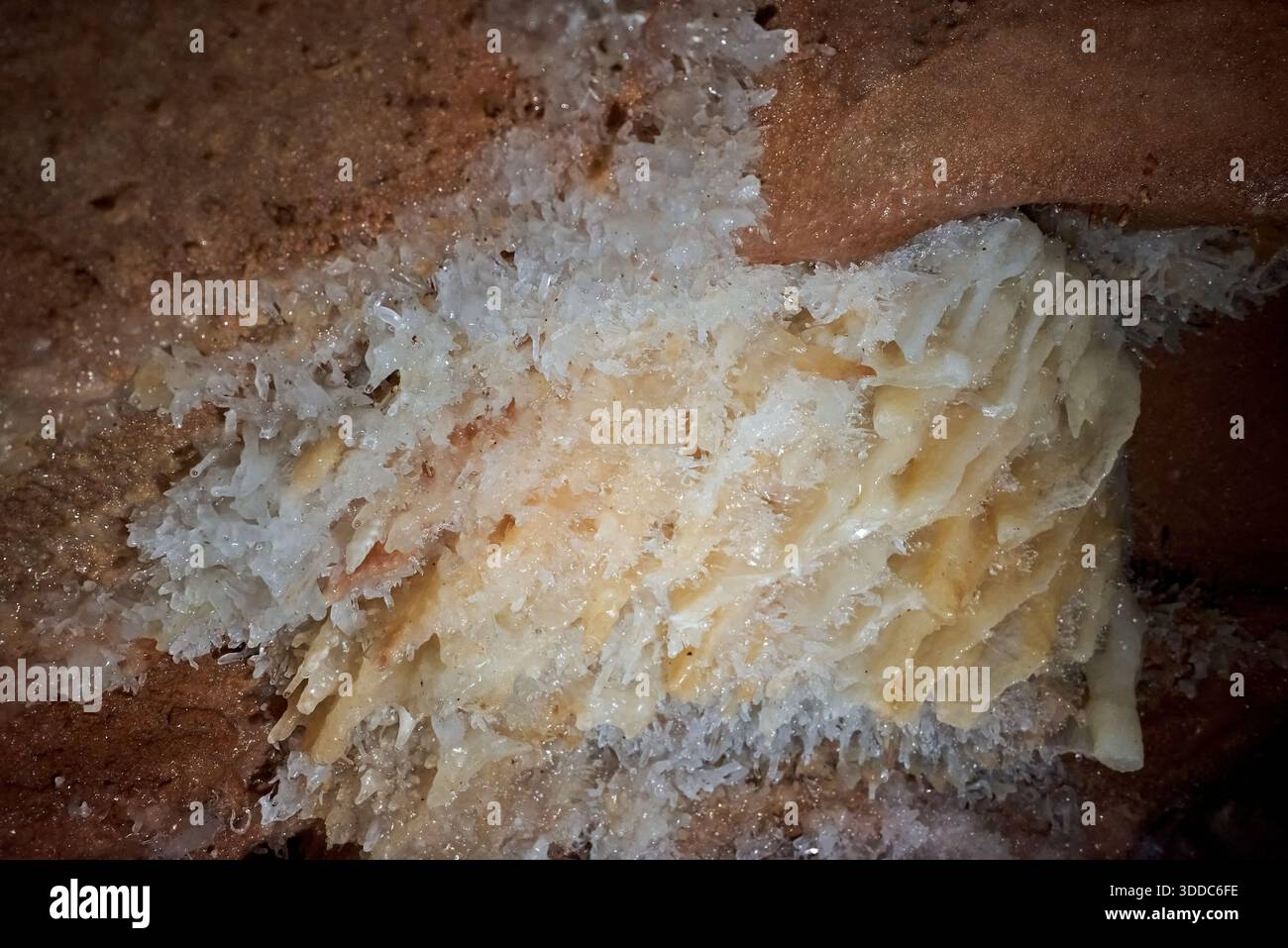 La grotta di cristallo della miniera di Farcu a Padurea sui monti Craiului di Apuseni, Romania, con delicati cristalli di calcite Foto Stock