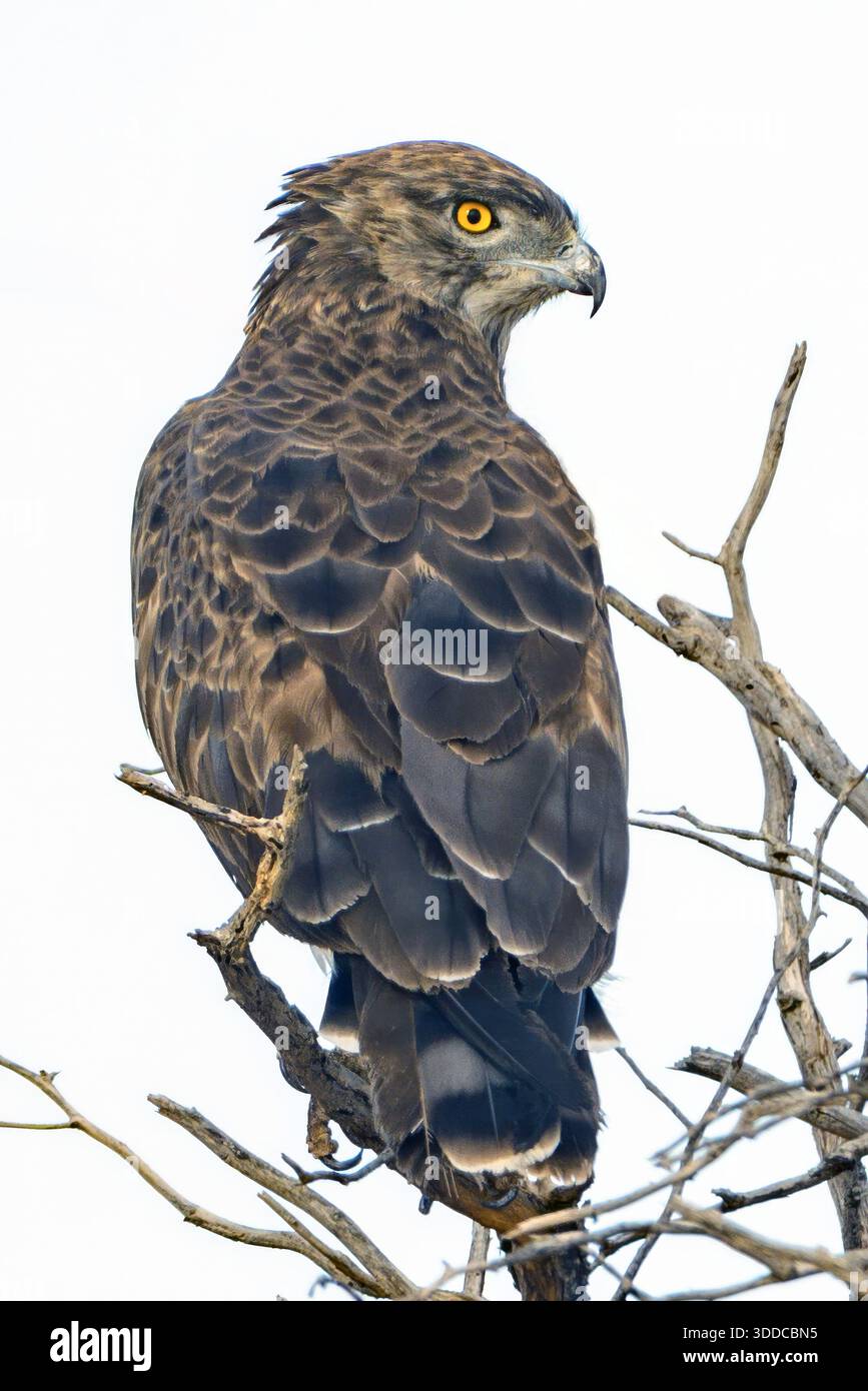 Aquila di serpente marrone (Circaetus cinereus) dal parco transfrontaliero di Kgalagadi, Sudafrica. Foto Stock