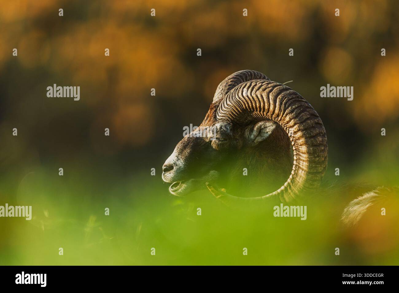 Mouflon (Ovis orientalis orientalis) ritratto ravvicinato Foto Stock