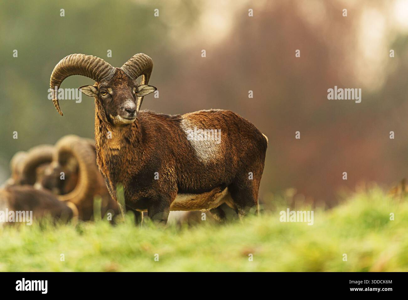 Un muflon europeo maschile (Ovis orientalis musimon) si erge in erba corta, con corna ricciolate evidenziate dalla luce soffusa del mattino in un ambiente naturale. Foto Stock
