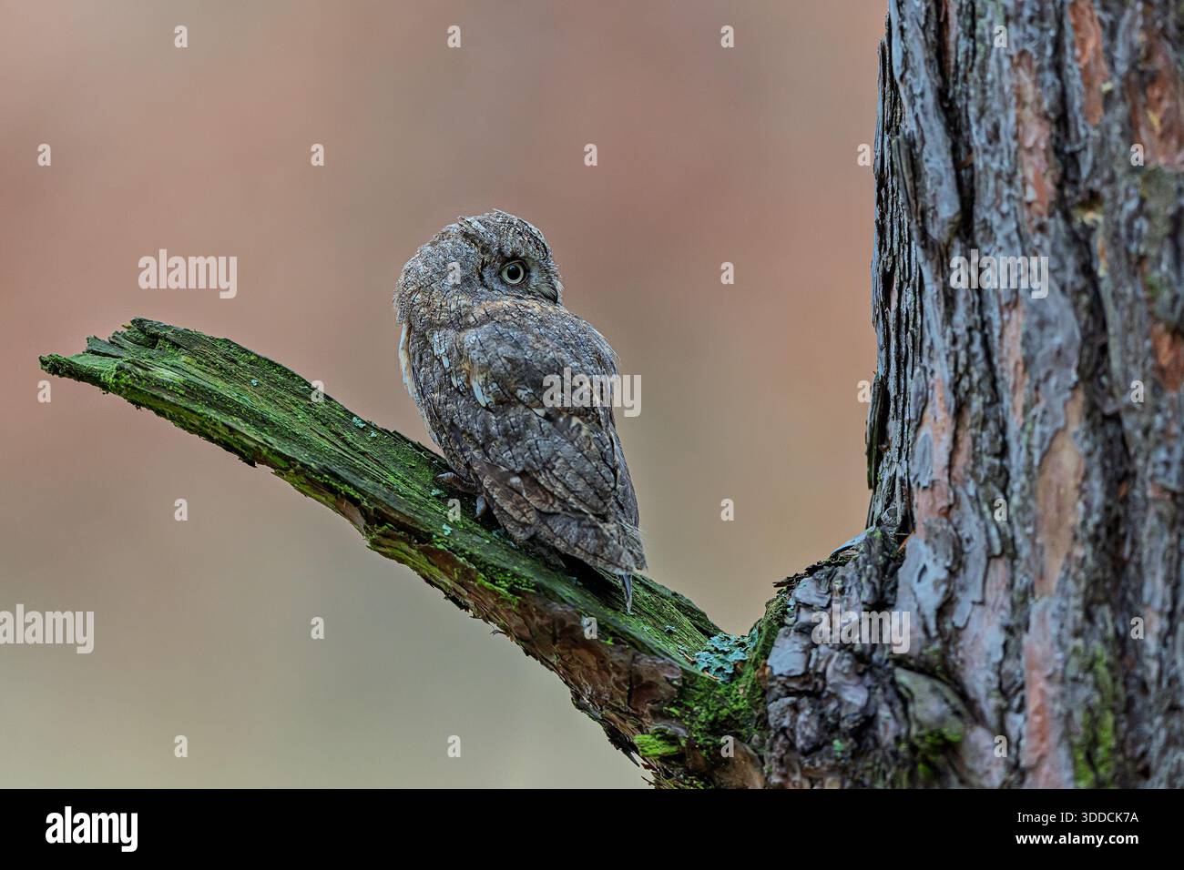 Un gufo eurasiatico (Otus scops) si appoggia su un arto muschiato all'alba, mostrando un piumaggio criptico e un tranquillo sguardo laterale. Foto Stock