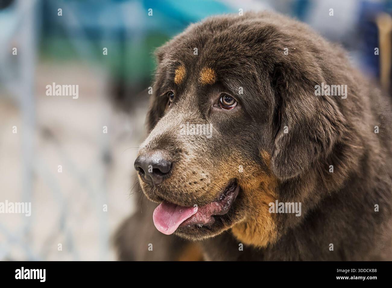 Un cane da mastino tibetano (Canis lupus familiaris) guarda con calma verso la telecamera, con la sua museruola grigia e gli occhi caldi acuti contro un bac interno leggermente sfocato Foto Stock