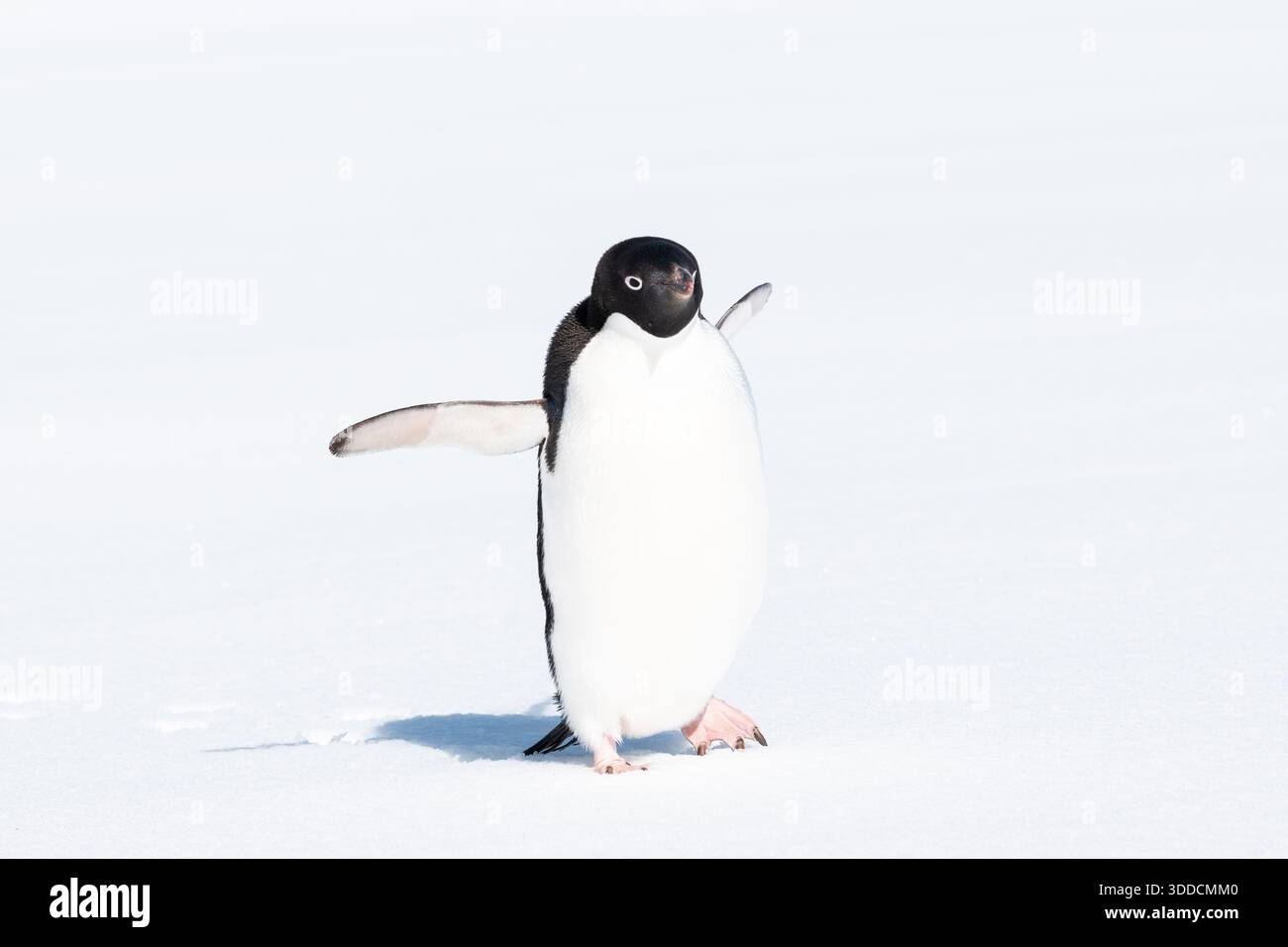 Correre il pinguino nella neve Foto Stock