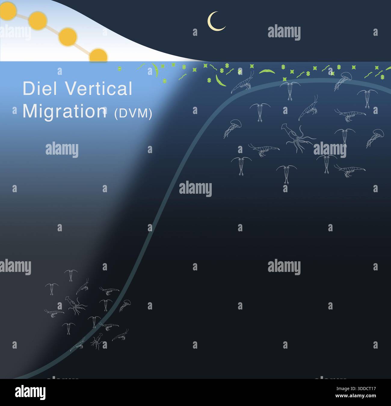 Diel migrazione verticale DVM di plancton, pesci e vita marina nell'oceano, nei laghi e nell'acqua Foto Stock