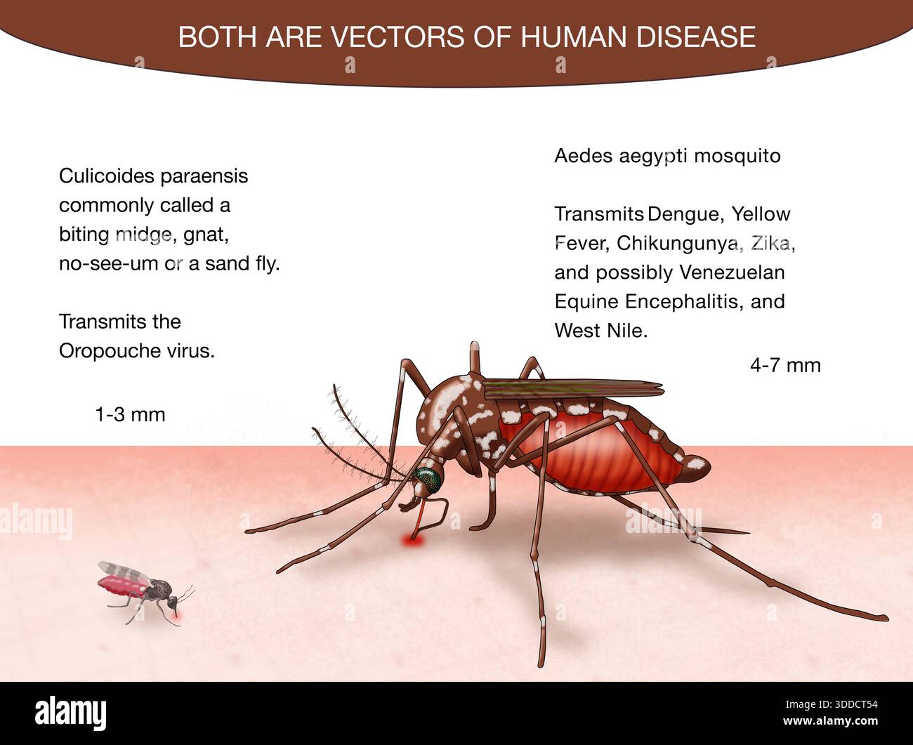 Confronto tra un midge mordente (gant) e una zanzara aedes aegypti, vettori di malattia, illustrazione Foto Stock