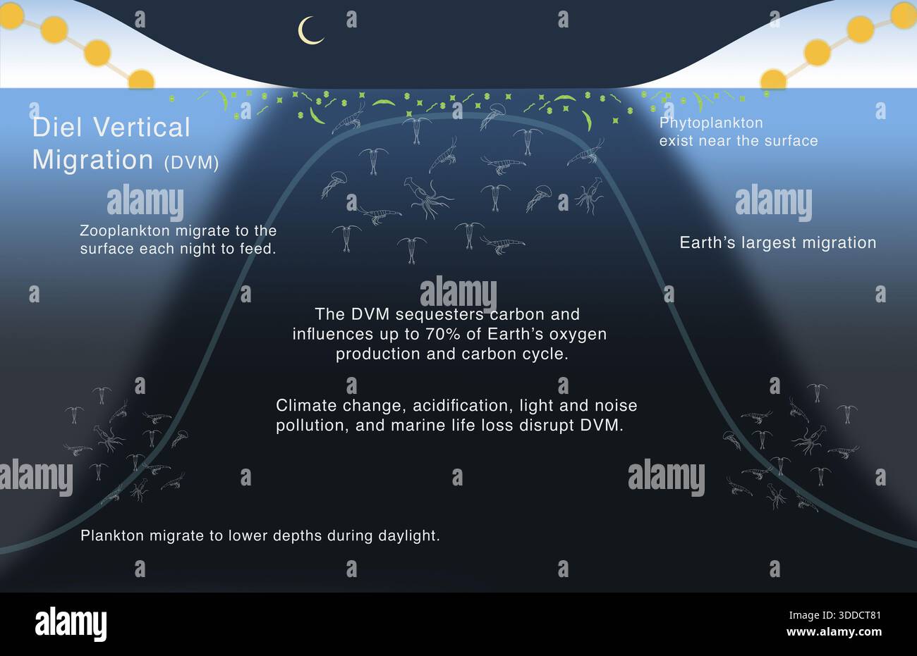 Diel migrazione verticale DVM di plancton, pesci e vita marina nell'oceano, nei laghi e nell'acqua Foto Stock