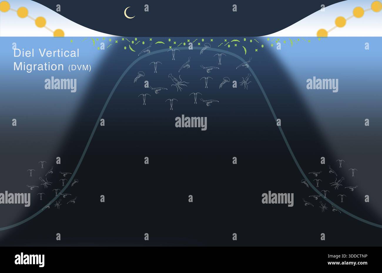 Diel migrazione verticale DVM di plancton, pesci e vita marina nell'oceano, nei laghi e nell'acqua Foto Stock
