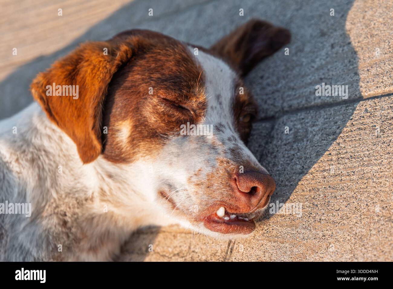 Cane da strada marrone e bianco riposano all'aperto su un marciapiede, godendo il calore del sole e trovando pace Foto Stock