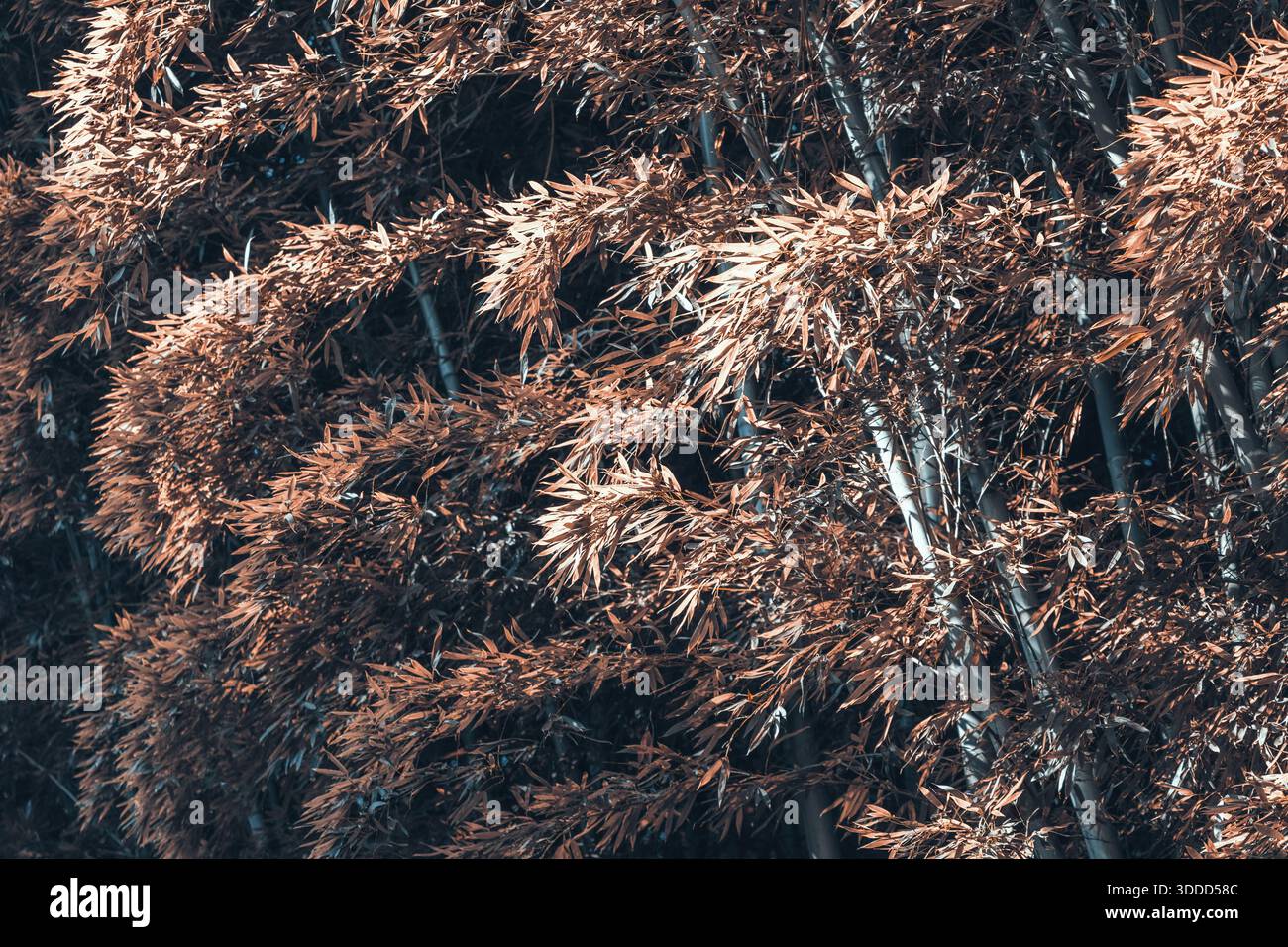 Steli e rami di piante di bambù con foglie marroni essiccate che creano un naturale motivo e consistenza terroso in una foresta scura Foto Stock
