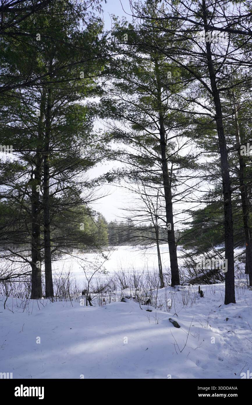 Il terreno innevato si trova sotto una fitta tettoia di alti alberi sempreverdi in un tranquillo paesaggio forestale Foto Stock