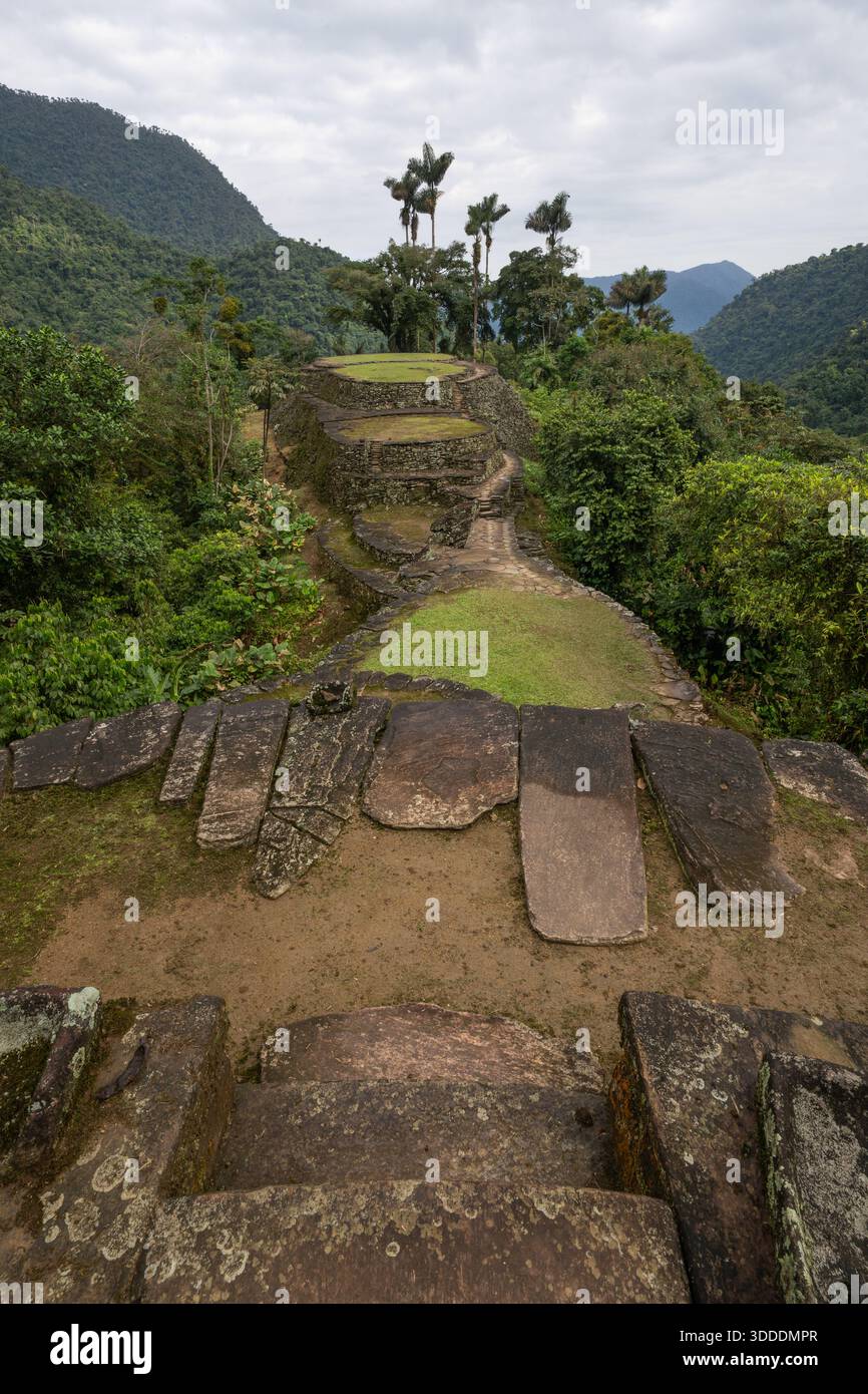 Terrazze e palme più alte Ciudad Perdida città perduta Colombia Foto Stock