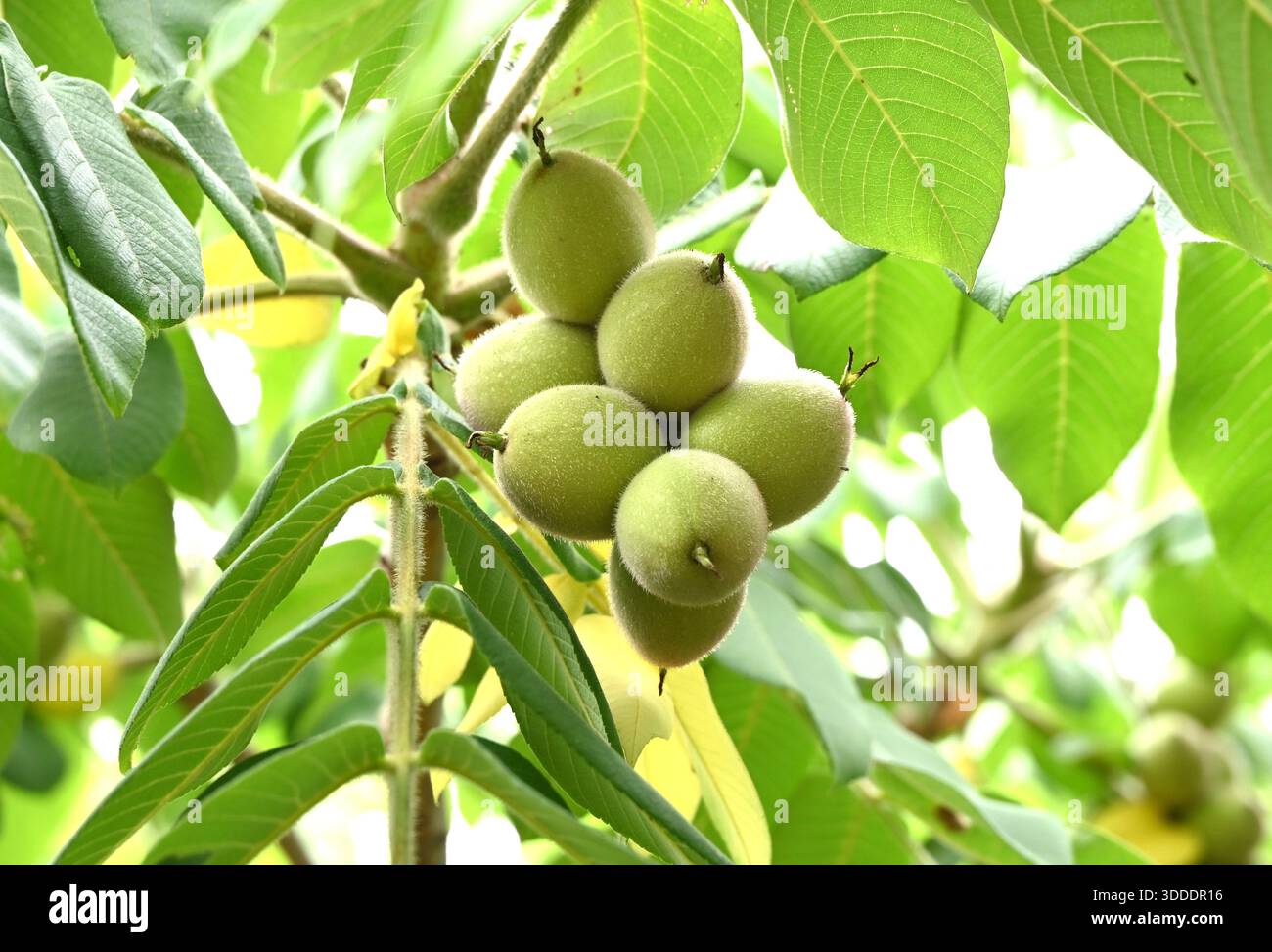 Frutta di noce giapponese (Juglans mandshurica). Il frutto ovale (drupe) è densamente peloso e commestibile e medicinale quando maturo. Foto Stock