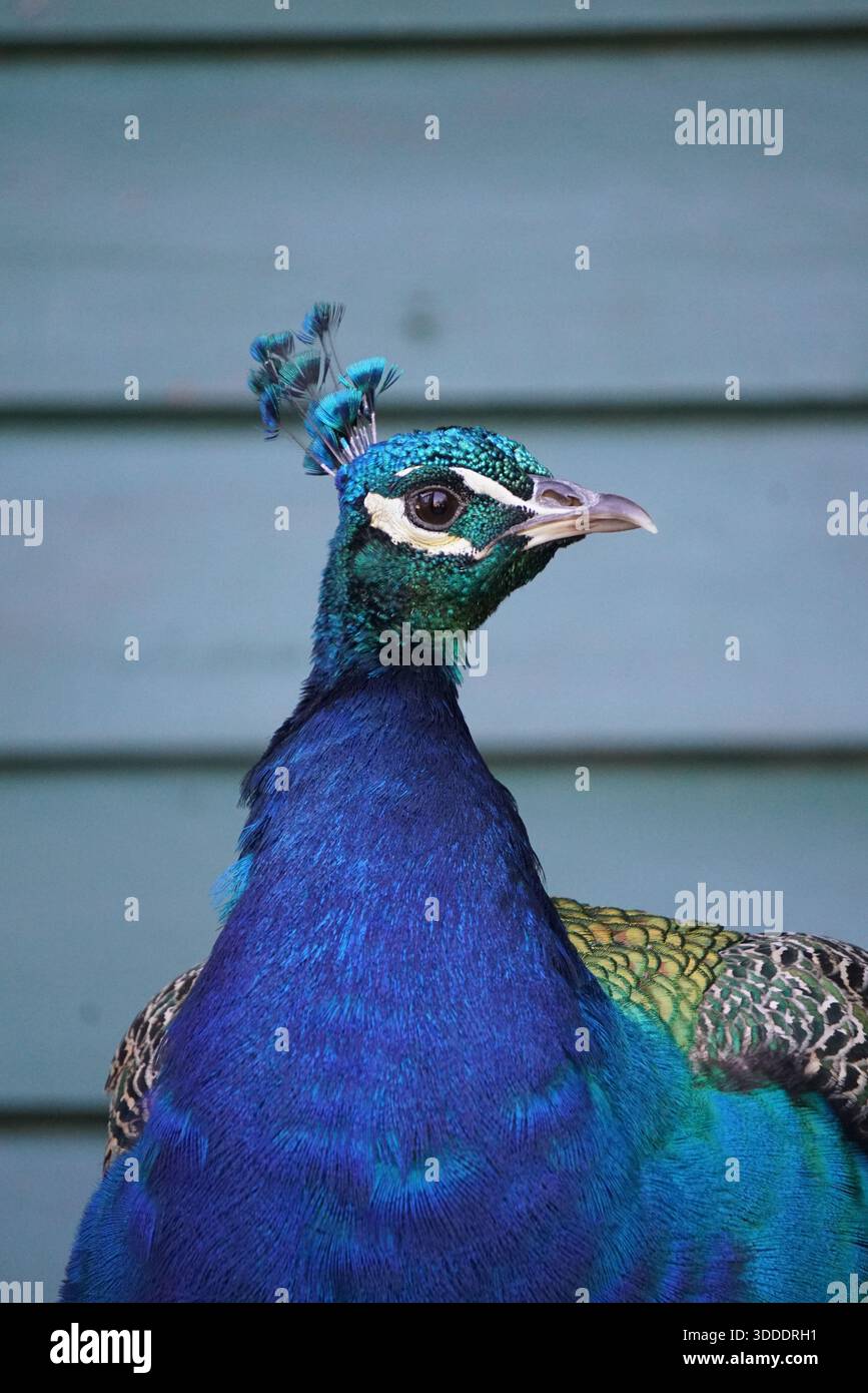 Pavone vibrante che mostra il suo sorprendente piumaggio blu Foto Stock