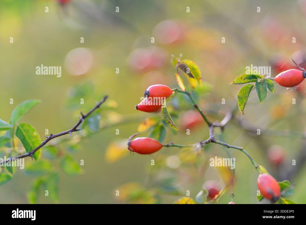 Uno sfondo artistico e sfocato splendidamente che accentua il fascino dei fianchi rosa adornati da vivaci colori autunnali Foto Stock