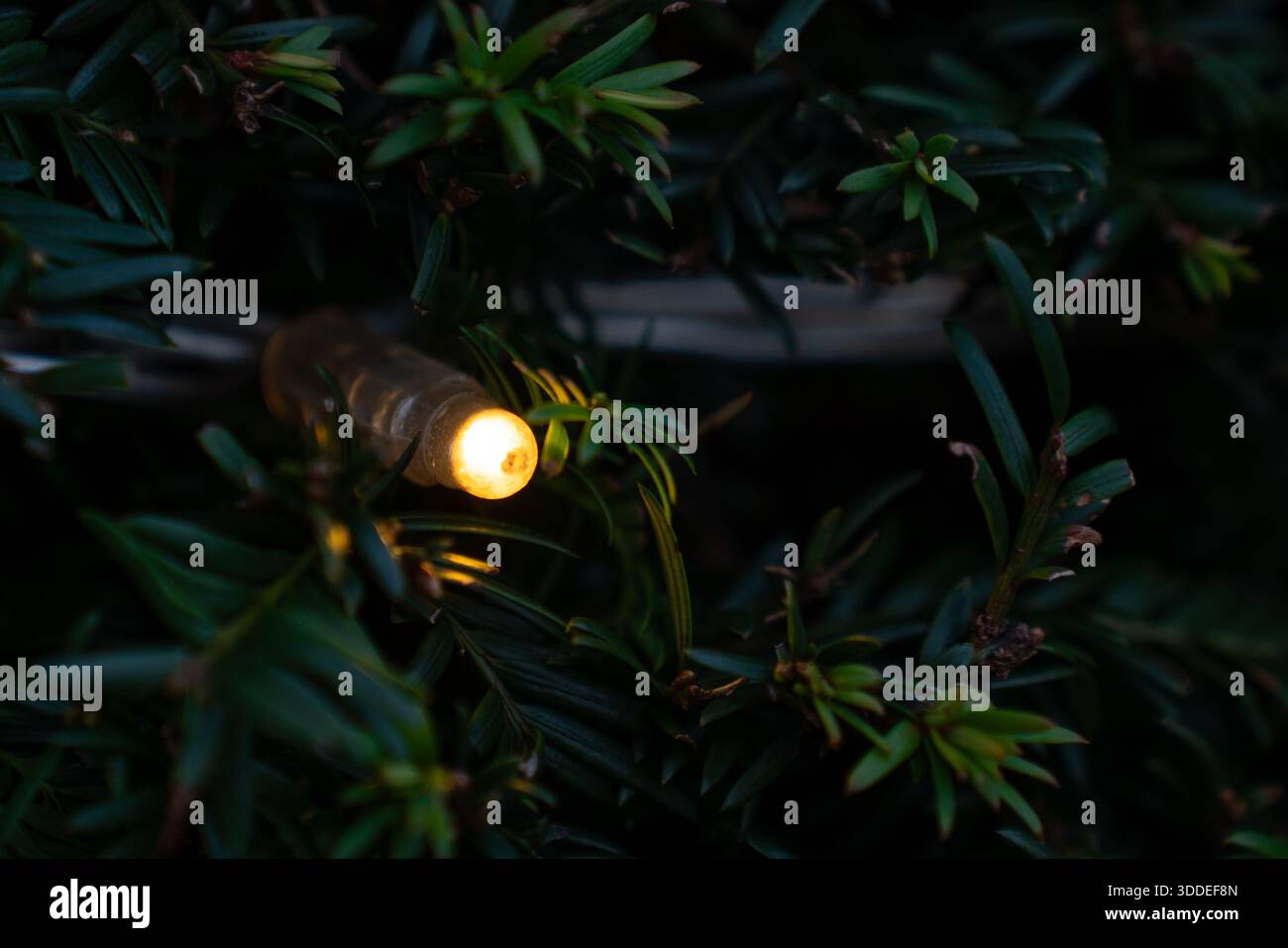 Una luce natalizia a LED incastonata in foglie di pino verde, catturata dalla luce soffusa della sera, con un'atmosfera festosa e accogliente. Foto Stock