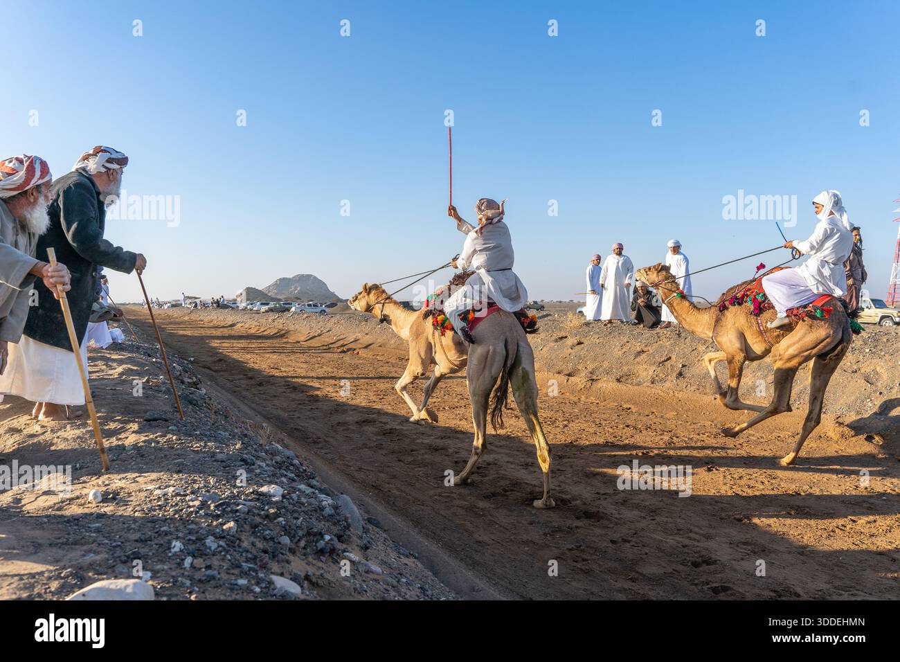 Corse di cammelli in Oman: royal Cup e corse nel deserto attraverso Barka e Adam Foto Stock