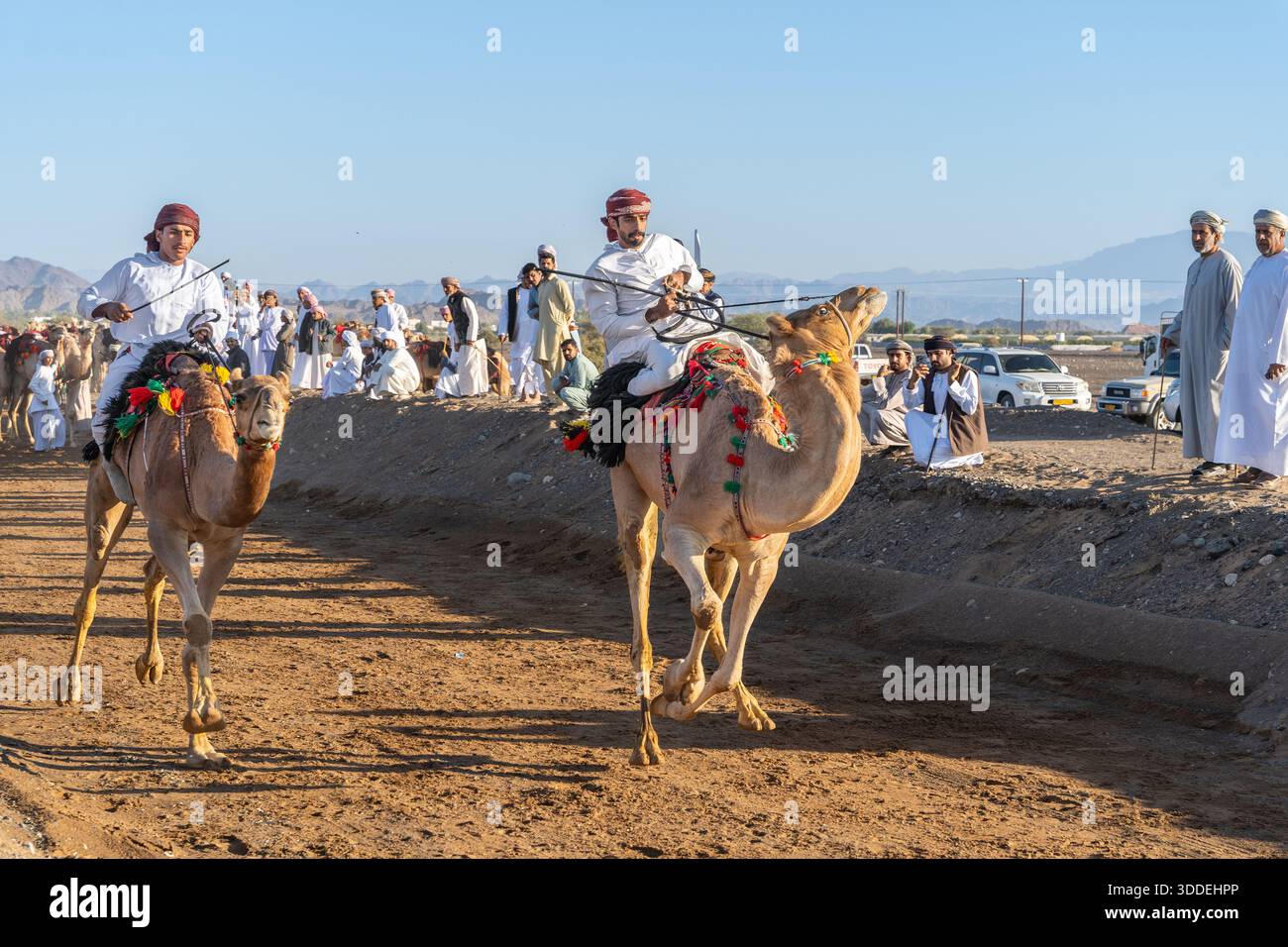 Corse di cammelli in Oman: royal Cup e corse nel deserto attraverso Barka e Adam Foto Stock
