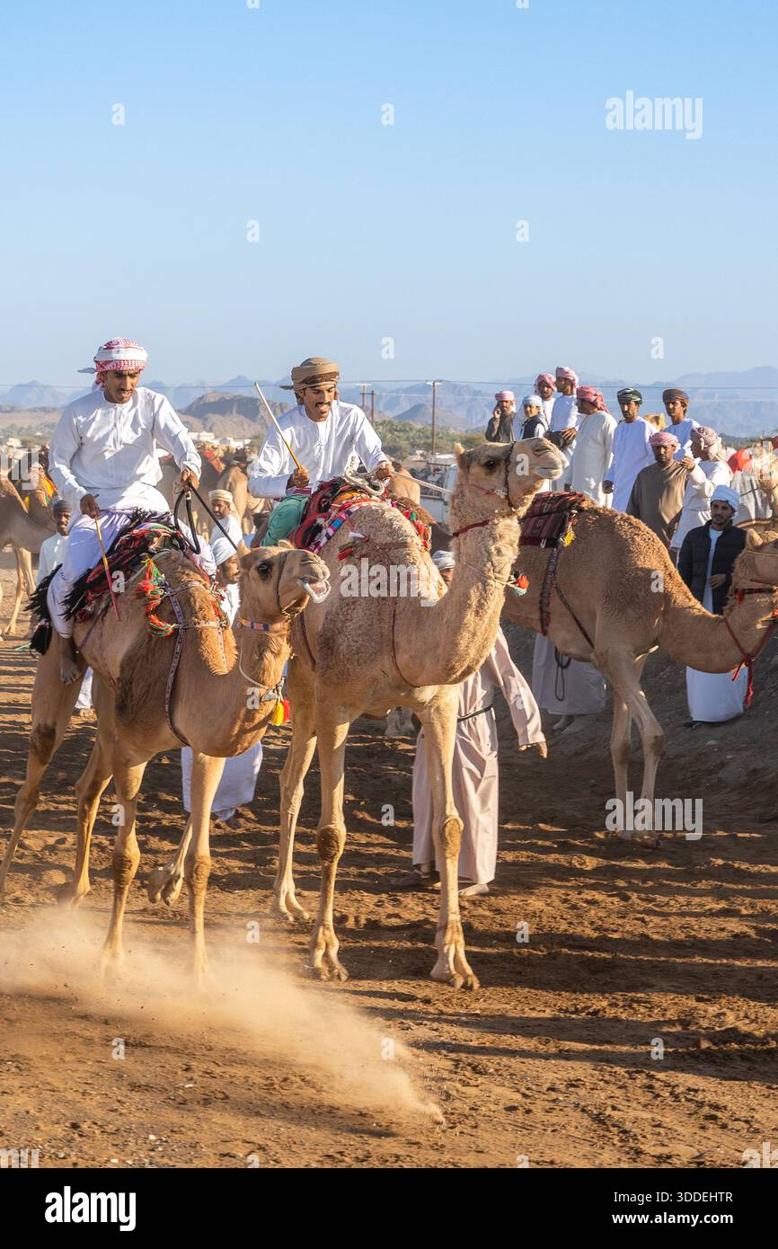 Corse di cammelli in Oman: royal Cup e corse nel deserto attraverso Barka e Adam Foto Stock