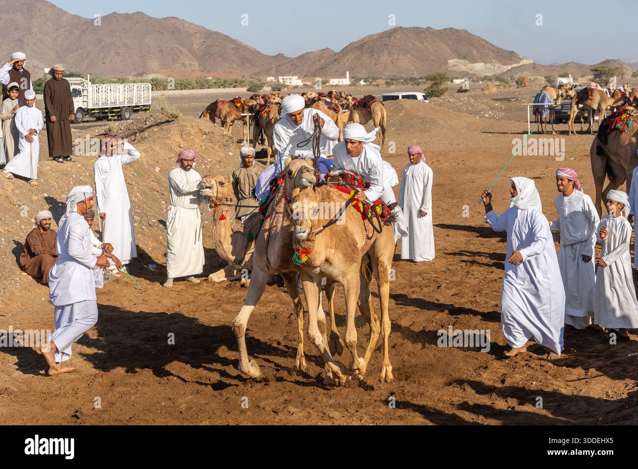 Corse di cammelli in Oman: royal Cup e corse nel deserto attraverso Barka e Adam Foto Stock