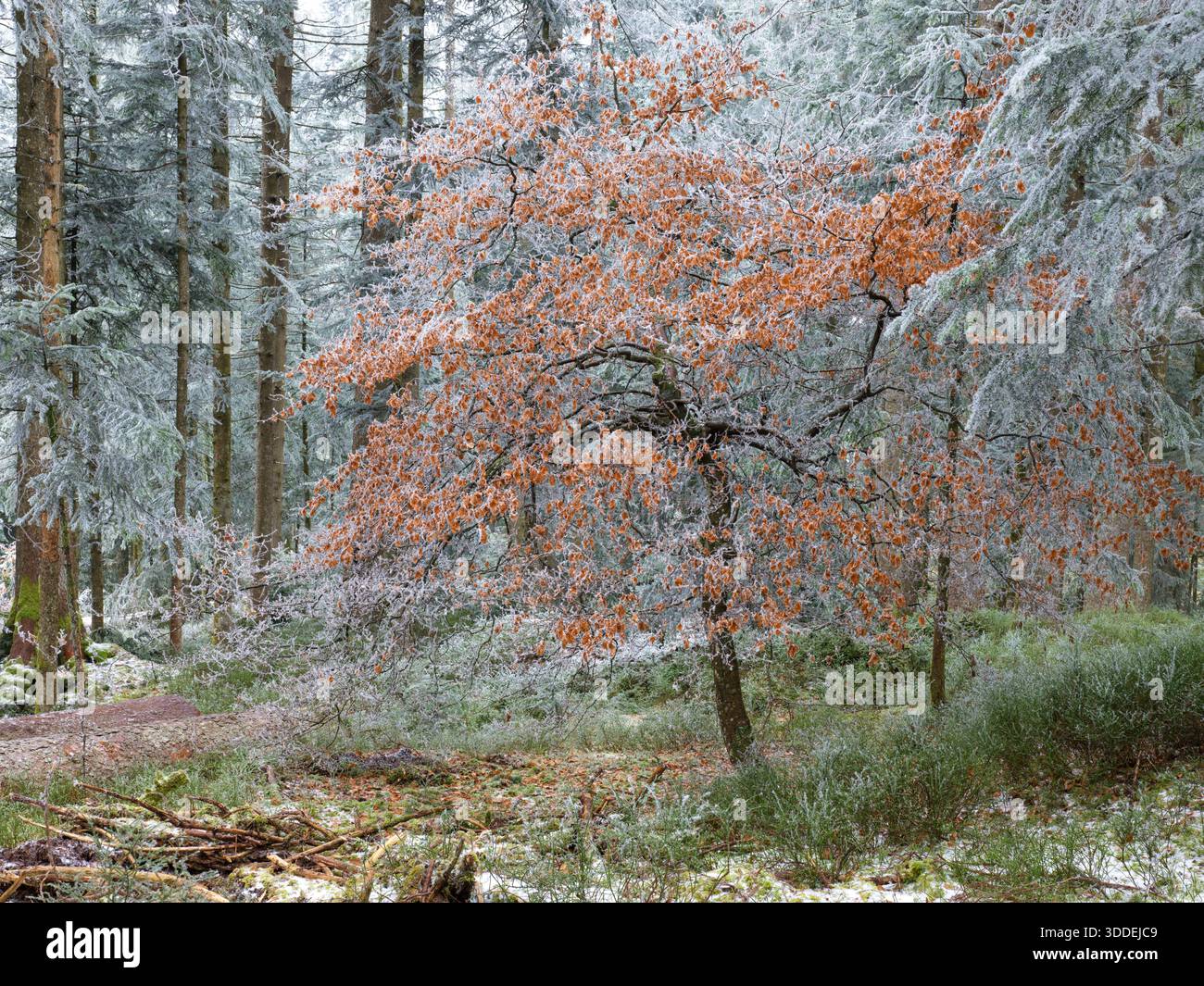 Il paesaggio della foresta nebbiosa. Riprese in formato medio ad altissima risoluzione da 100 MP con Hasselblad X2D II 100C. Dettagli eccezionali per stampe di alta qualità su larga scala. Foto Stock