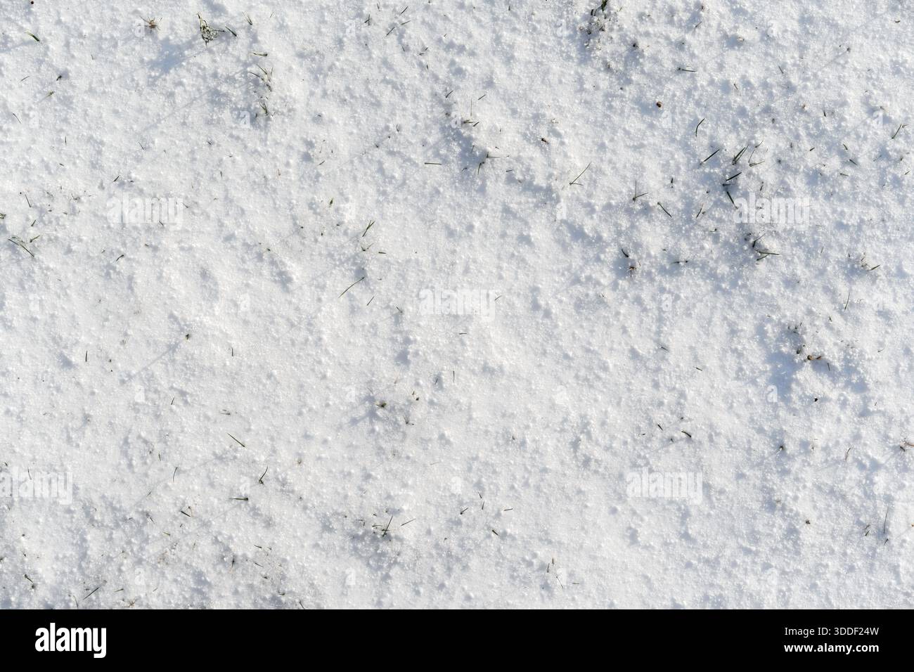 Vista dall'alto verso il basso della superficie bianca della neve fresca che copre un prato con piccole lame d'erba che penetrano. Sfondo naturale e texture minimalista. Foto Stock