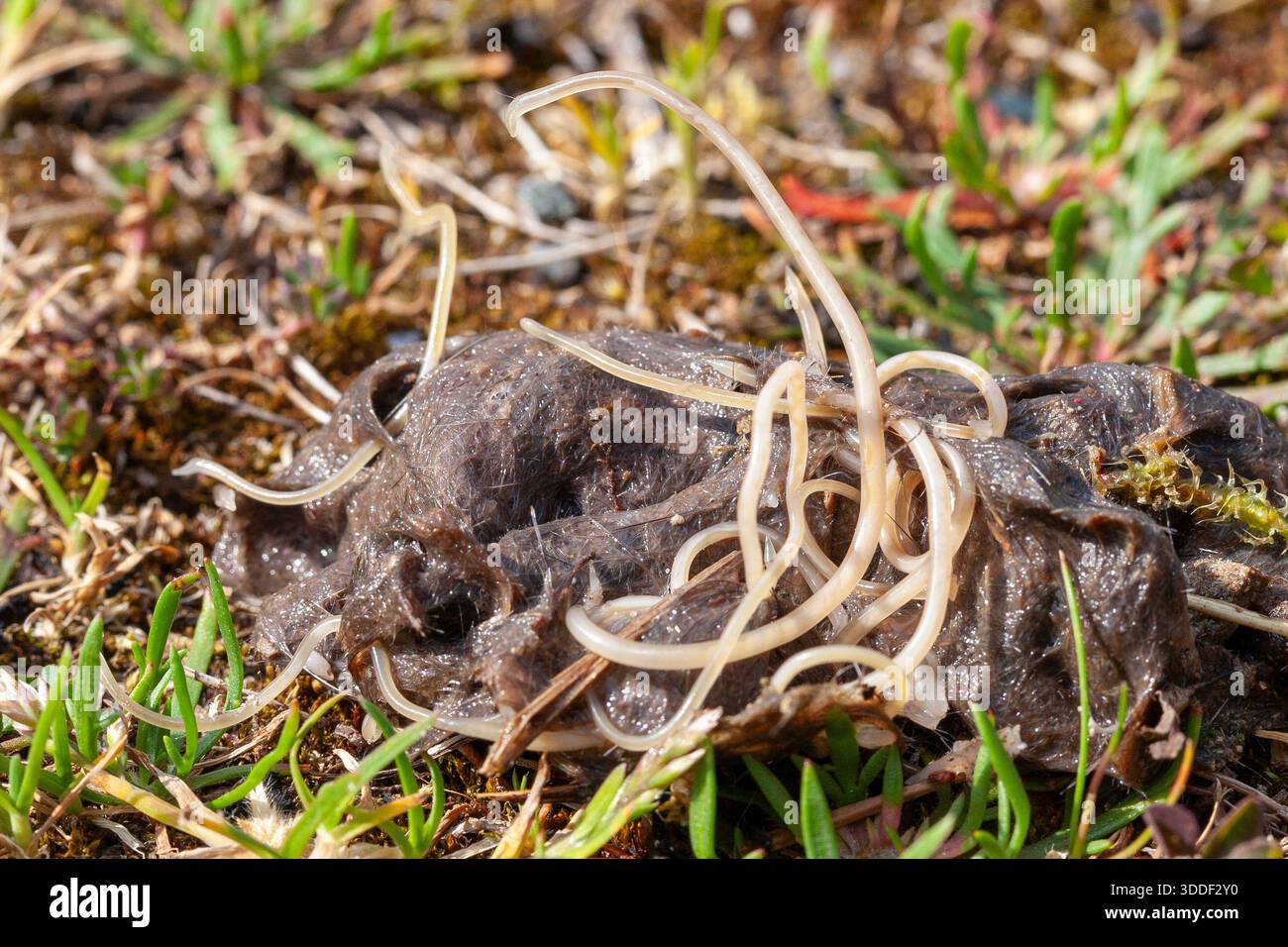 Ascaris Roundworms (Toxocara cati), mucca Ascaris, su una palla di capelli rigurgita di gatto selvatico, parassita intestinale, infestazione, intestino, nematode, elminto Foto Stock