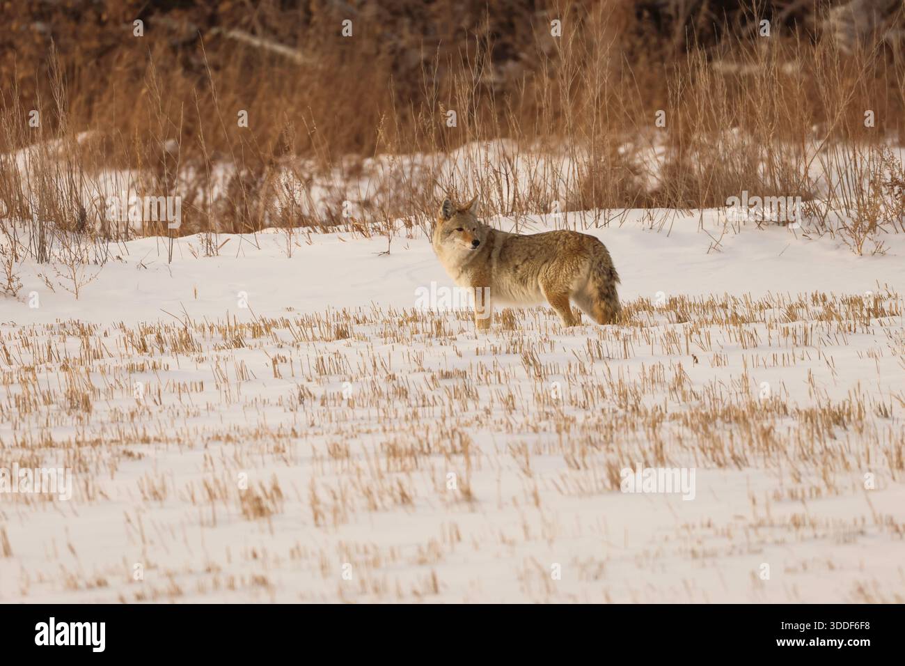 Coyote in inverno Foto Stock