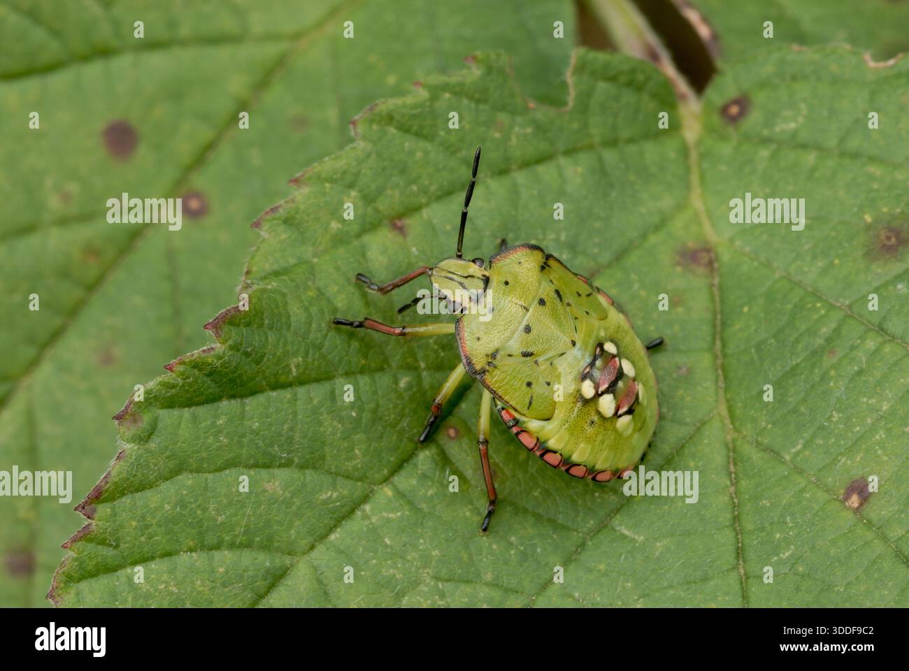 Insetto dello scudo verde del sud, ninfa di Nezara viridula, seduta su una foglia, primo piano. Trencin, Slovacchia Foto Stock
