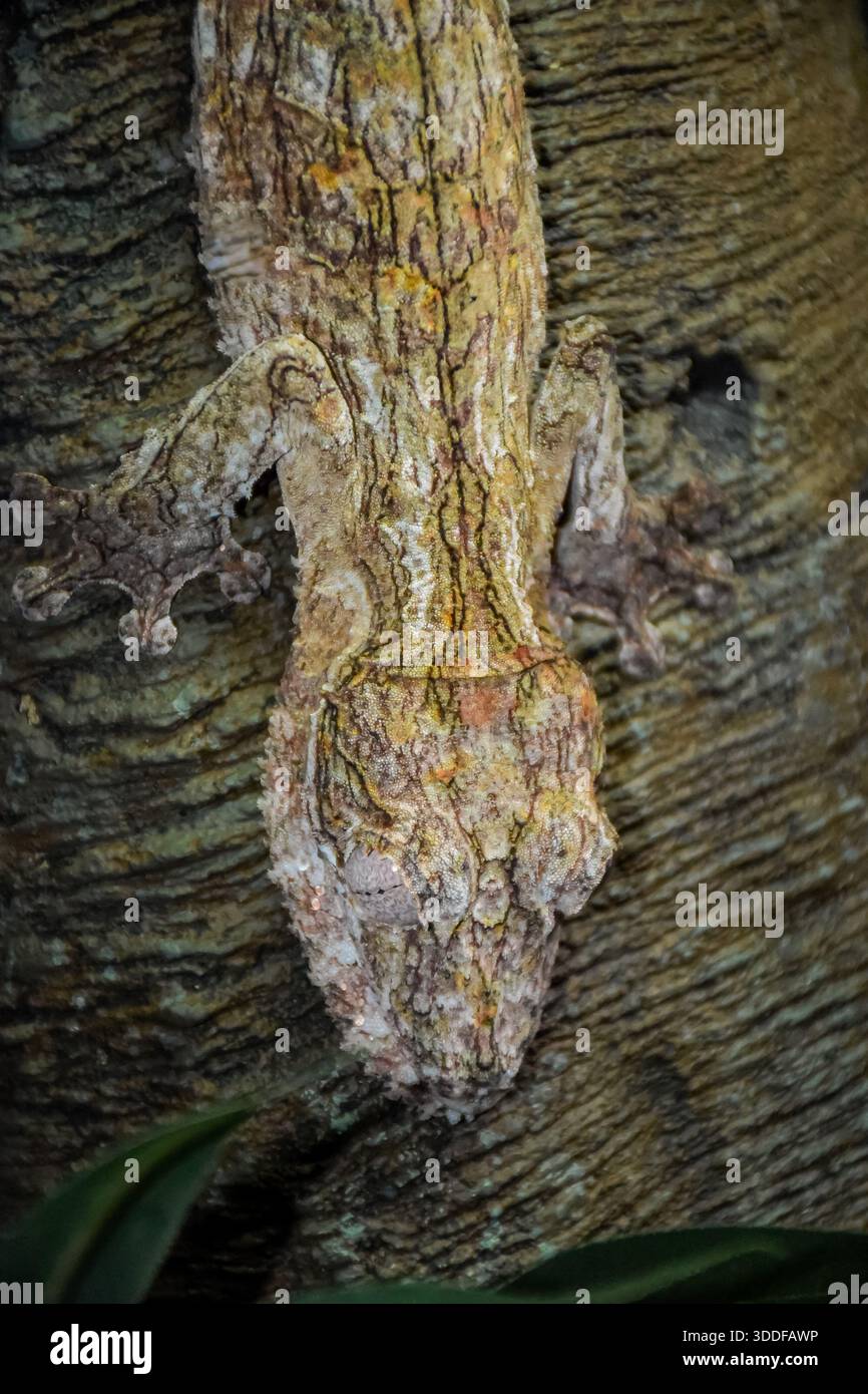 Questo geco ha uno dei migliori mimetici che abbia mai visto. L'ho messo un po' in evidenza, solo per farla risaltare un po'. Foto Stock
