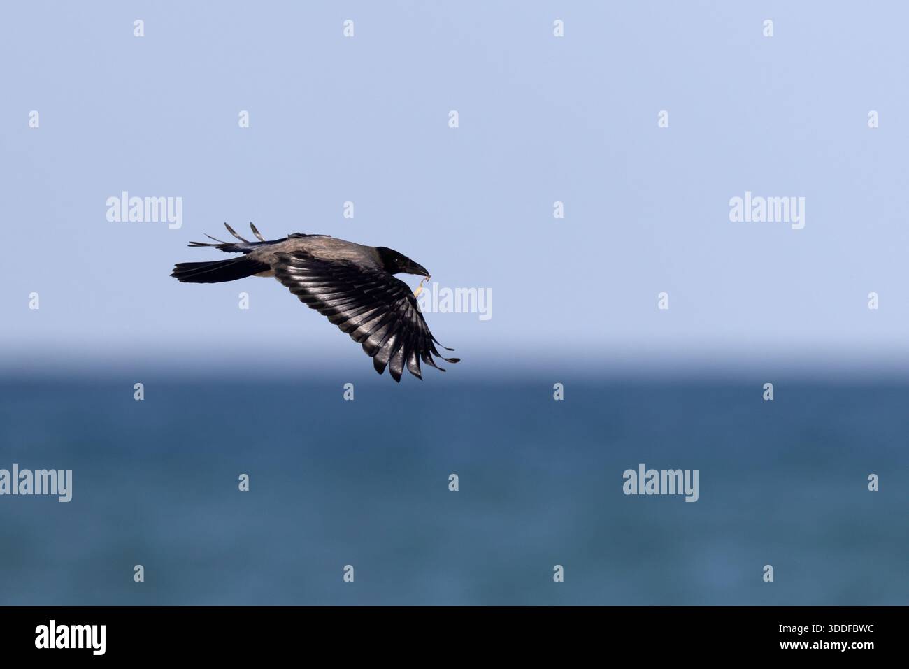 Corvo con cappuccio (Corvus cornix) che vola sul mare con cibo nel suo becco, uccello selvatico scavatore in volo Foto Stock