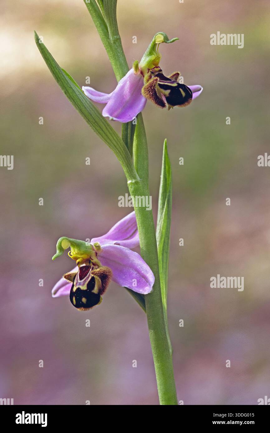 Particolare della pianta di orchidea in piena fioritura, Ophrys apifera, Orchis apifera; Orchidaceae Foto Stock