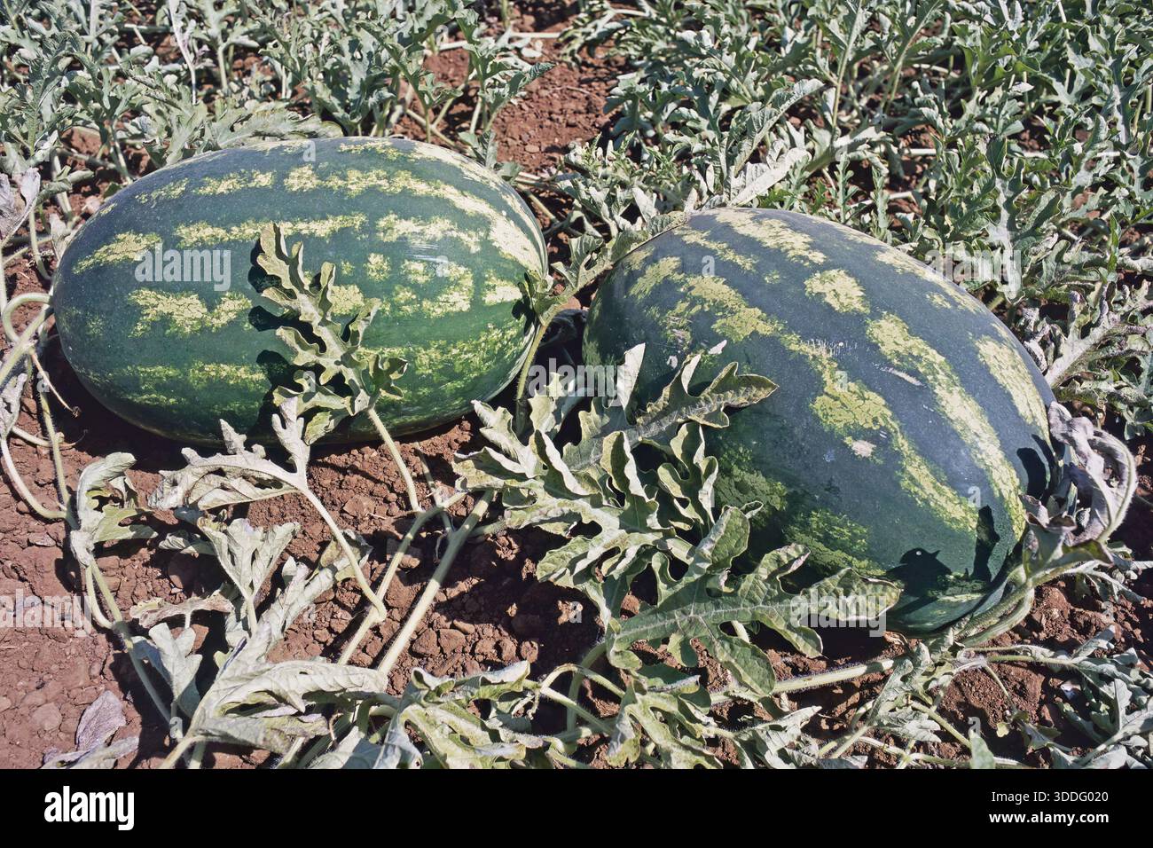Piante di anguria in un campo, foglie e grandi frutti maturi, Citrullus lanatus, Cucurbitaceae Foto Stock