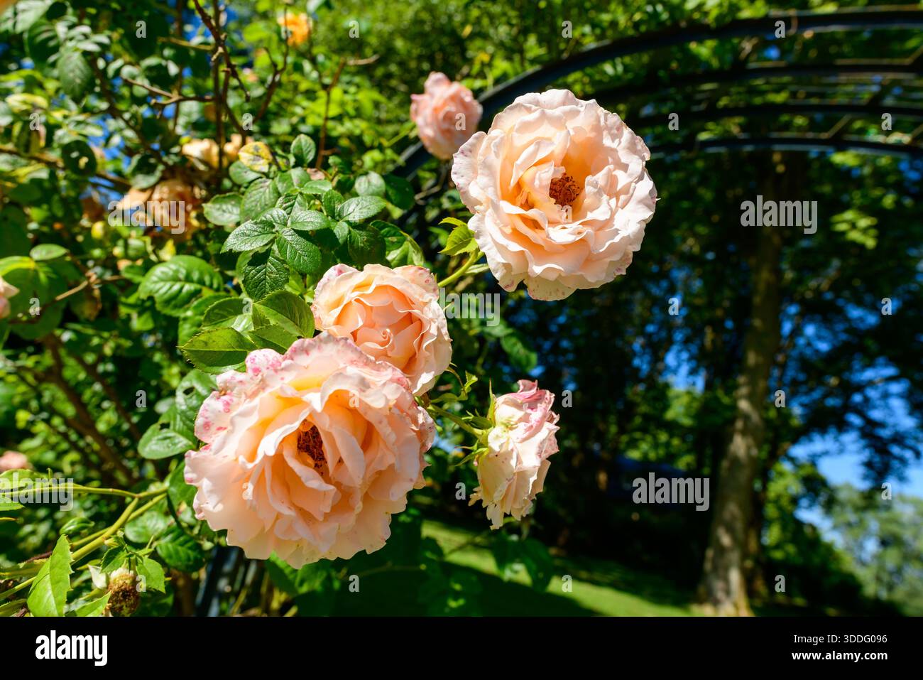 Primo piano di delicate rose color pesca in piena fioritura, circondate da lussureggianti foglie verdi e dalla luce solare dappata, con un arco di giardino e alberi sullo sfondo. Foto Stock