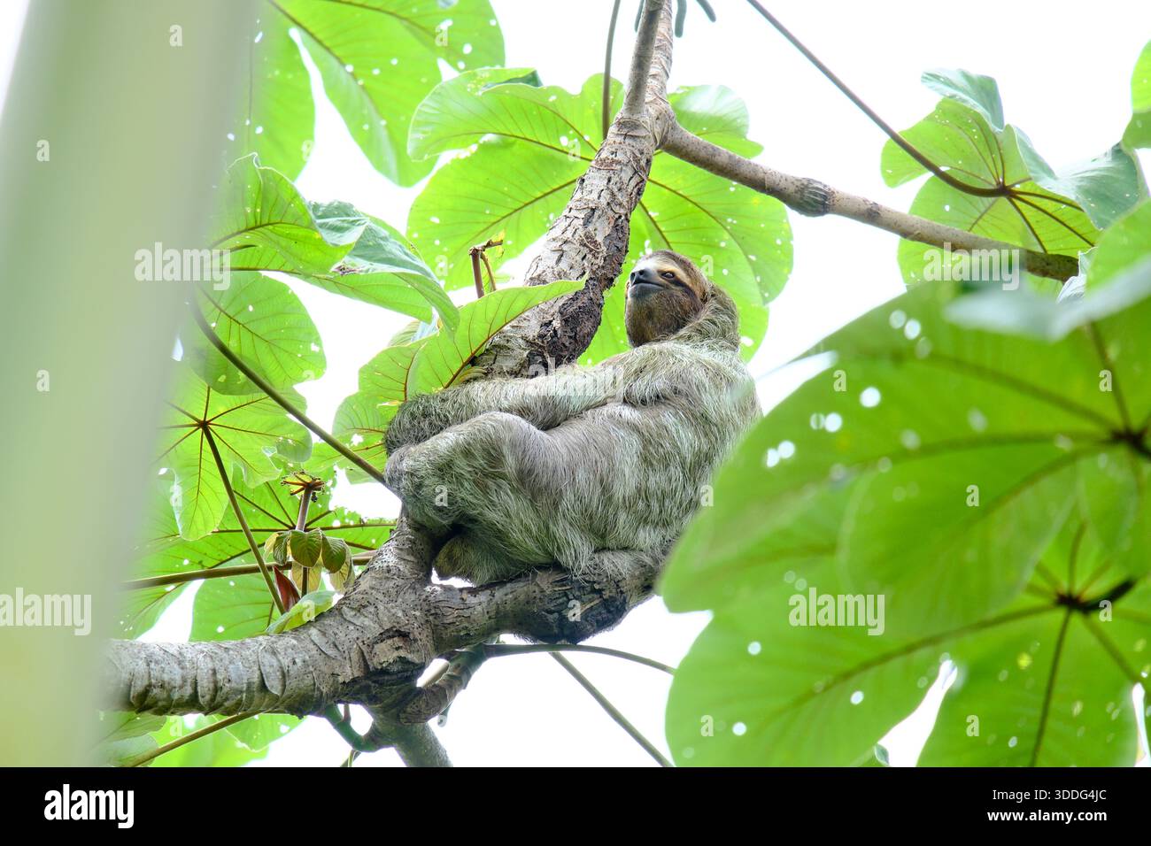 Bradipo a tre dita che riposa nella foresta pluviale del Parco Nazionale Manuel Antonio, Costa Rica Foto Stock