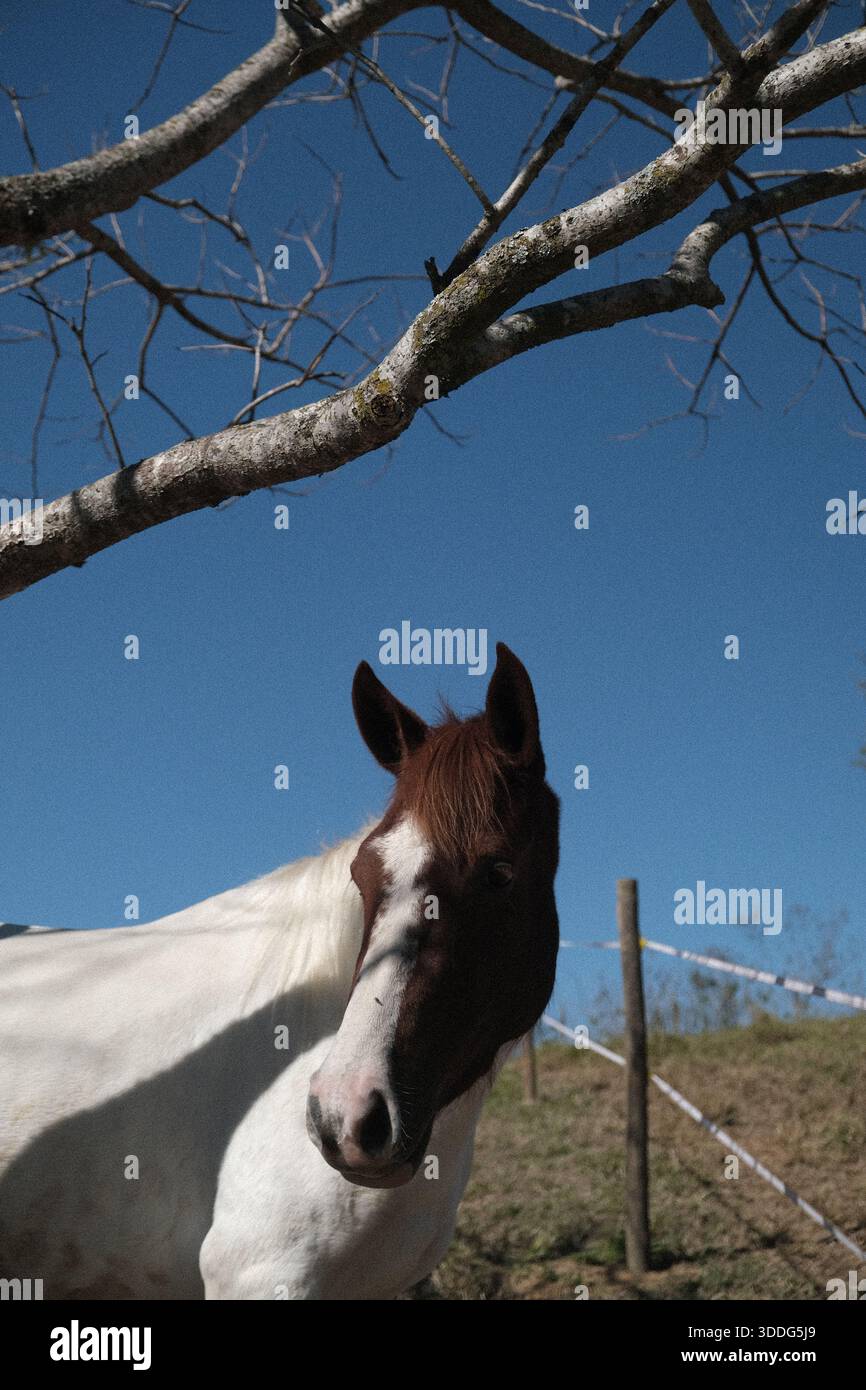 Cavallo che riposa sotto un albero Foto Stock