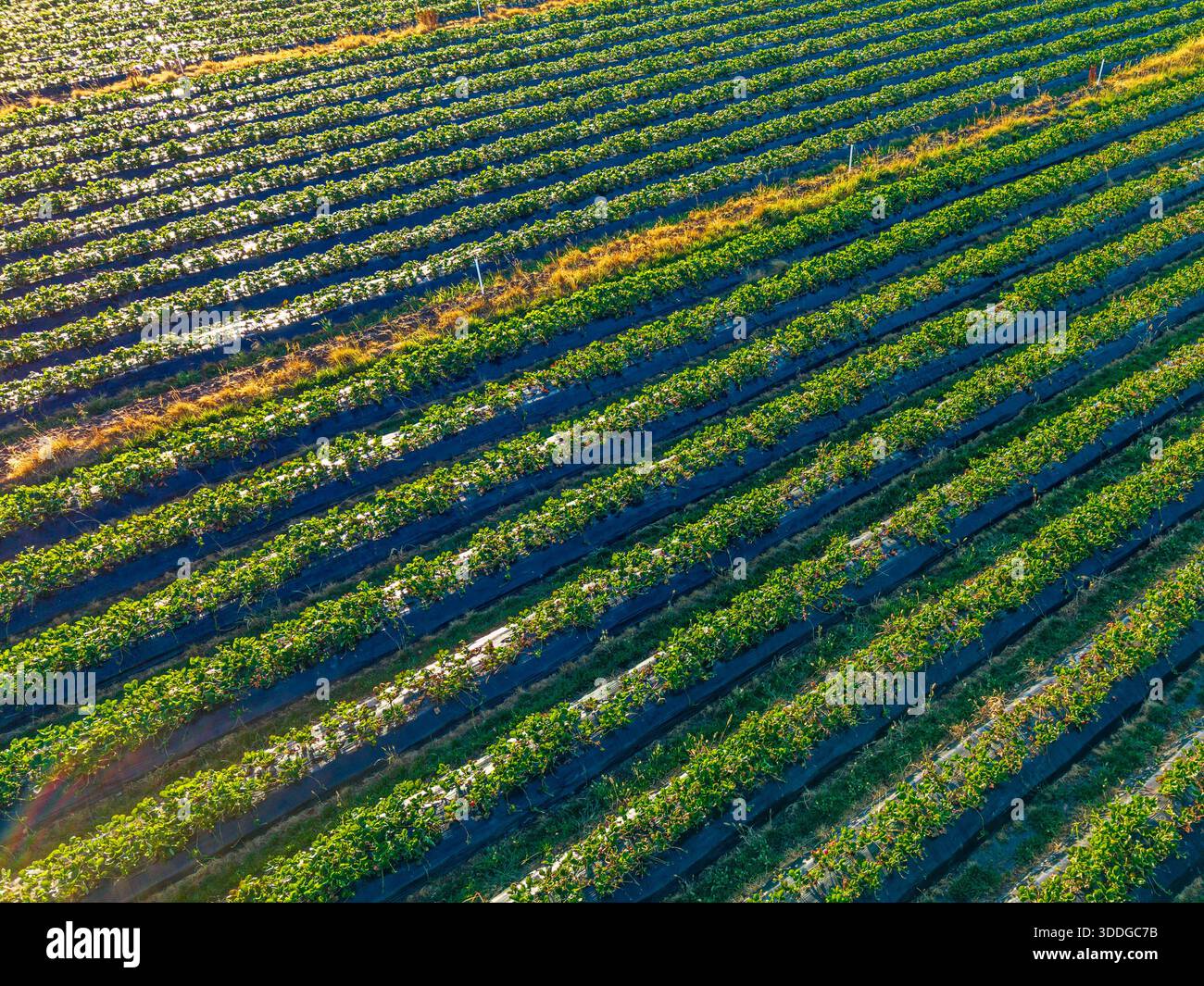 Una prospettiva dall'alto rivela file parallele di giovani piante di fragole che fioriscono su pacciame di plastica nera, brillando sotto la luce del sole. Foto Stock