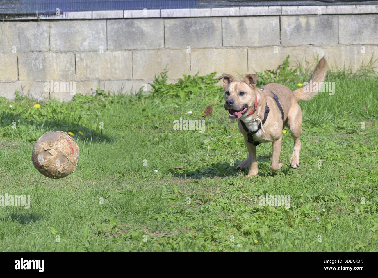 Un cane si avvicina con impazienza a una palla su un campo erboso soleggiato, l'Italia Foto Stock