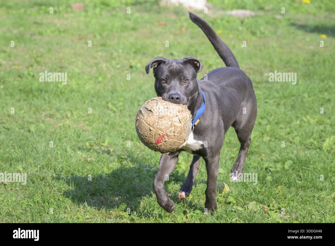 Un cane nero che porta energicamente una palla su un campo erboso, l'Italia Foto Stock