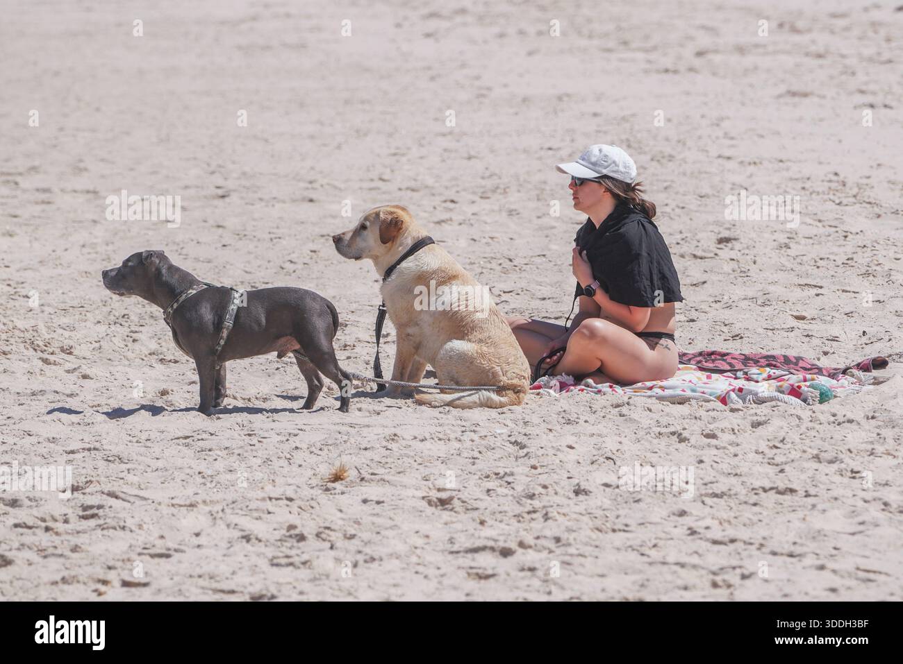 Adelaide, Australia. 1 gennaio 2026 Una donna che si rilassa con i cani al sole sulla spiaggia di Henley il giorno di Capodanno Amer Ghazzal/Alamy Live News Foto Stock