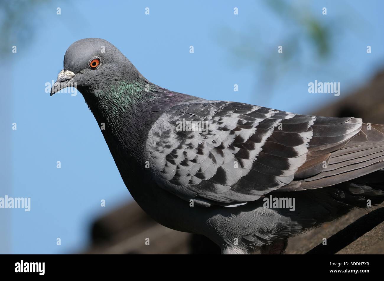 I piccioni selvatici sono uccelli derivati da popolazioni domesticate della colomba di roccia. Foto Stock