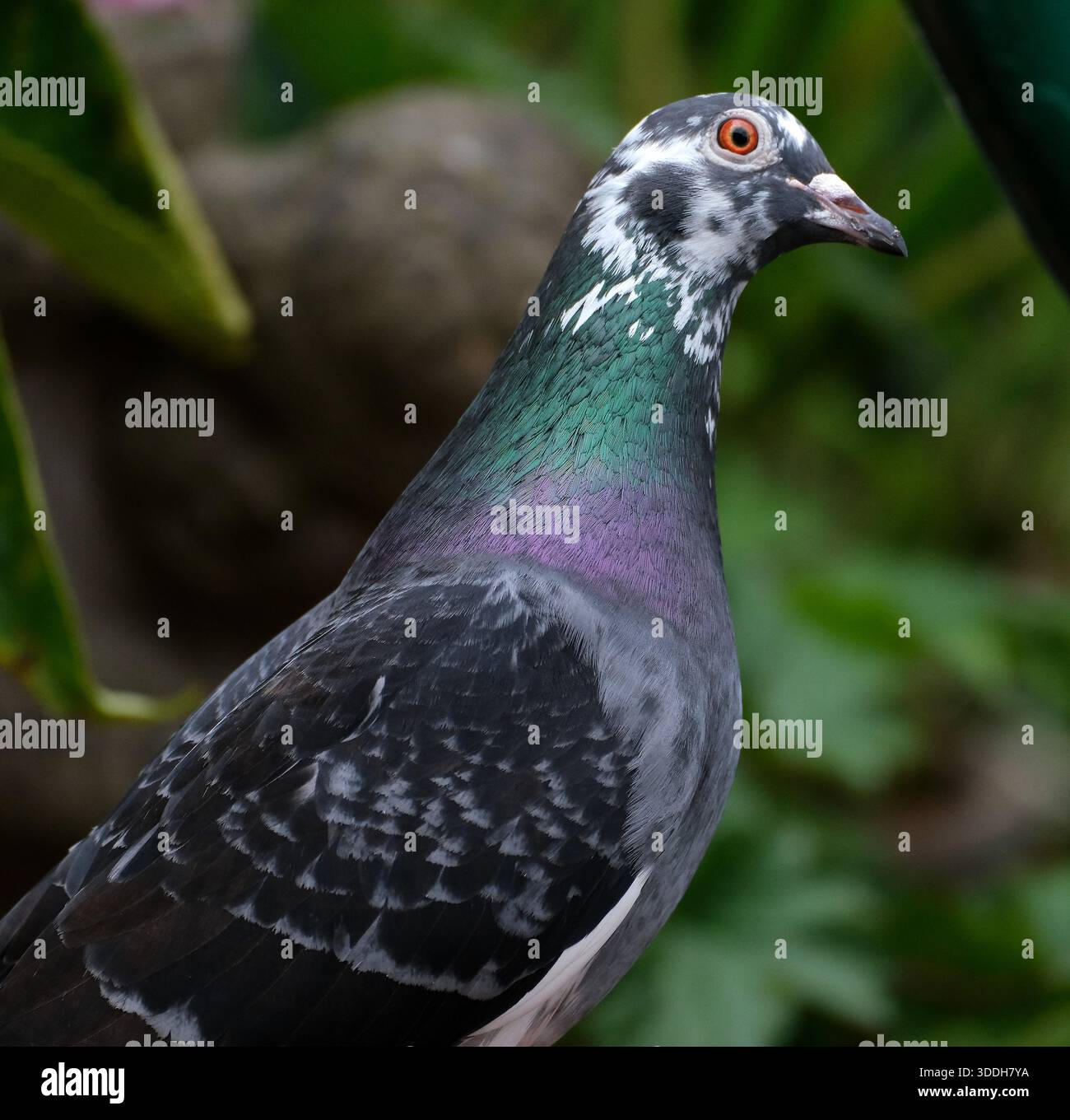I piccioni selvatici sono uccelli derivati da popolazioni domesticate della colomba di roccia. Foto Stock