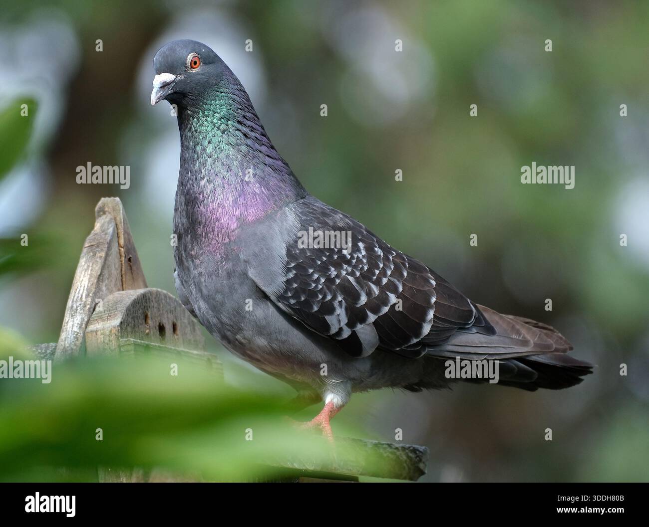 I piccioni selvatici sono uccelli derivati da popolazioni domesticate della colomba di roccia. Foto Stock