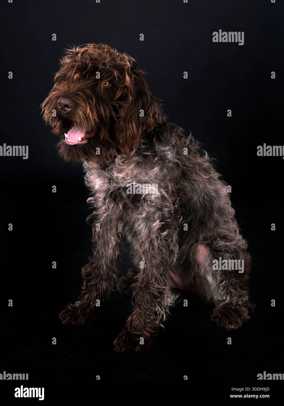 Wirehaired che punta Griffon di fronte allo sfondo nero Foto Stock